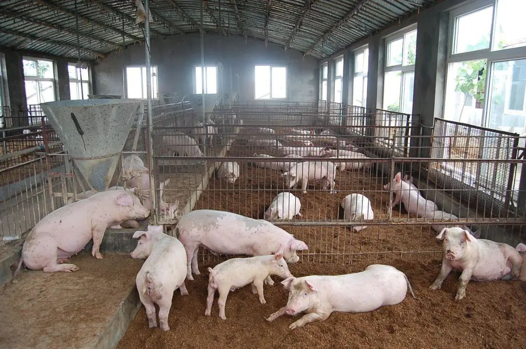 動物無害化處理廠，惡臭異味危害大，<a href='/' style='color: blue;' target='_blank'>工業(yè)除臭劑</a>起作用！.jpg
