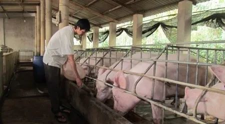 養(yǎng)殖場臭味難治理？潔匠凈化幫您輕松解決！.jpg
